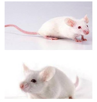 experimental-animal-center