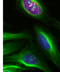 histopathology-bio-imaging-lab